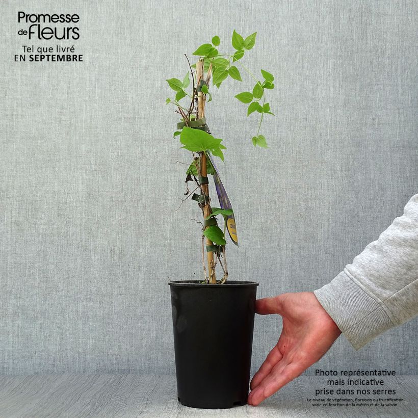 Esemplare di Clematis Général Sikorski - Clematide Vaso da 2L/3L come consegnato in autunno