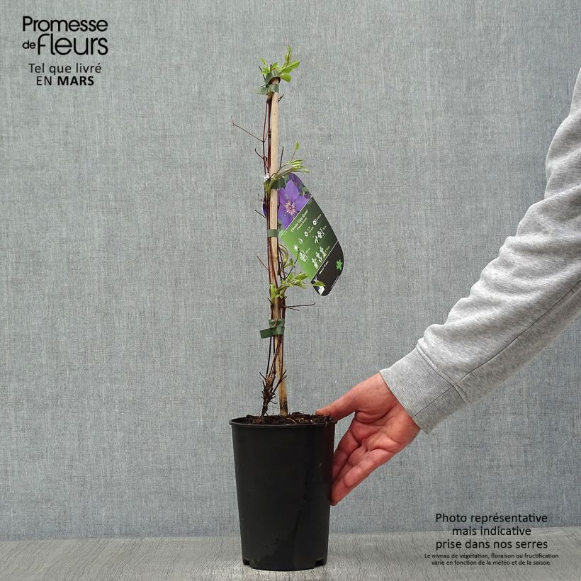 Clematis Gipsy Queen - Clematide Vaso da 2L/3L esemplare consegnato in inverno