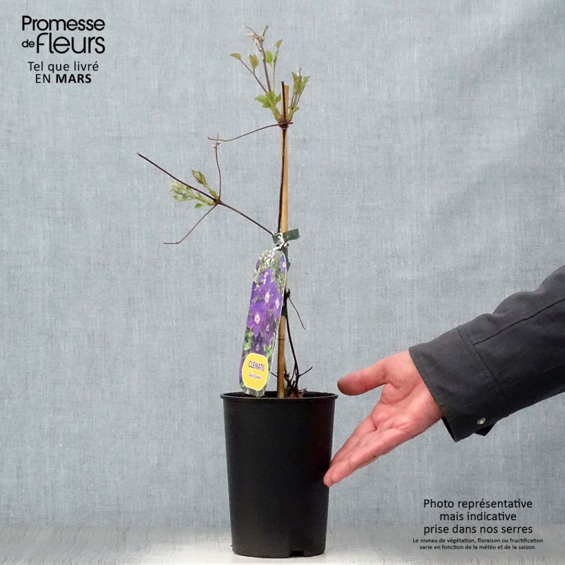Clematis Gipsy Queen - Clematide Vaso da 2L/3L esemplare consegnato in primavera