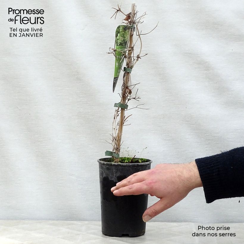 Clematis Green Passion - Clematide Vaso da 2L/3L esemplare consegnato in inverno