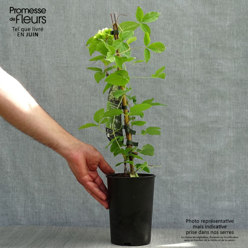 Esemplare di Clematis Green Passion - Clematide Vaso da 2L/3L consegnato in estate