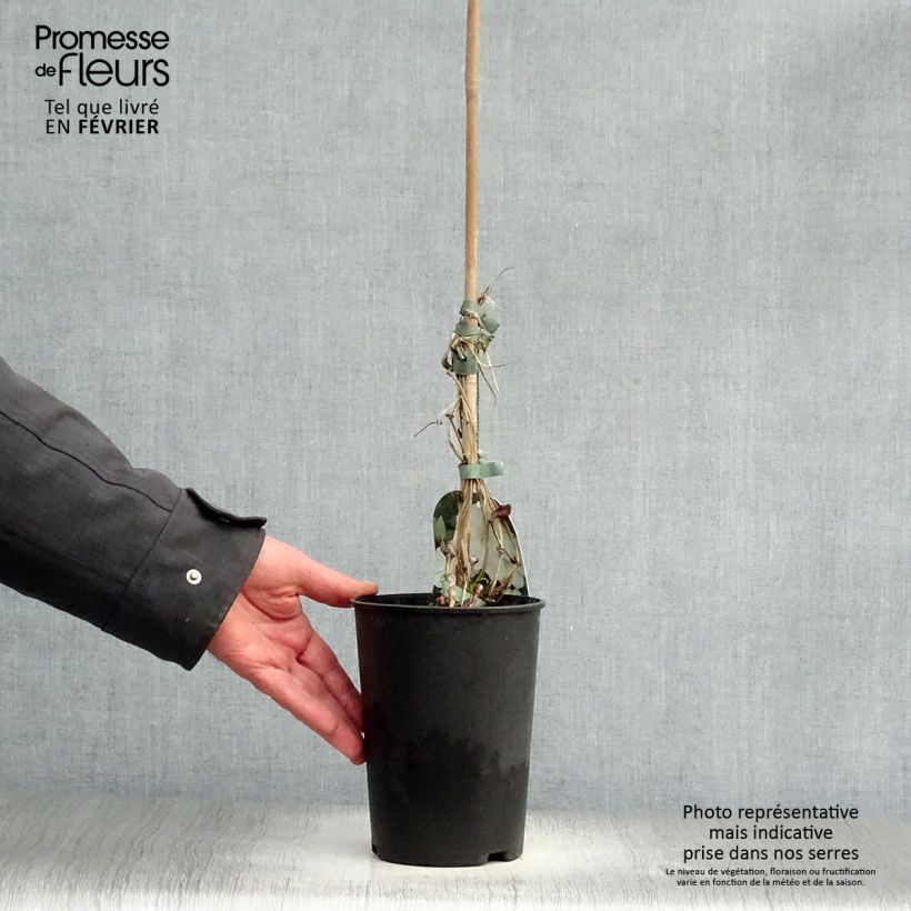 Clematis Guernsey Cream - Clematide Vaso da 2L/3L esemplare consegnato in inverno