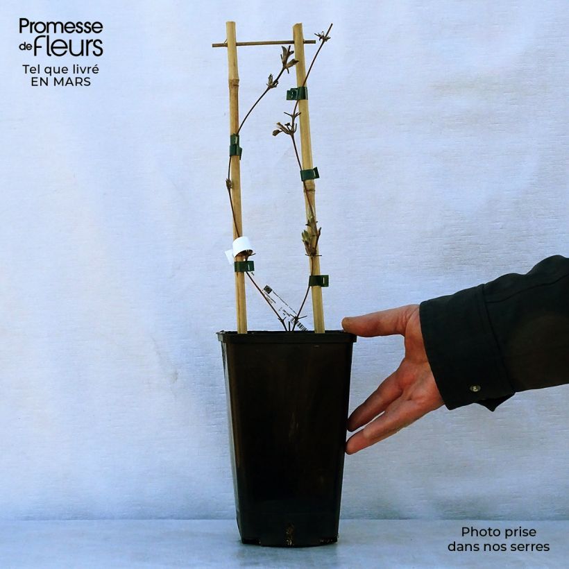 Clematis H. F. Young - Clematide Vaso da 1,5L/2L esemplare consegnato in primavera