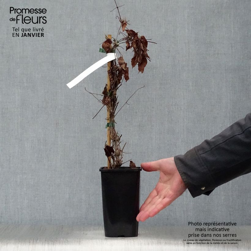 Clematis H. F. Young - Clematide Vaso da 1,5L/2L esemplare consegnato in inverno