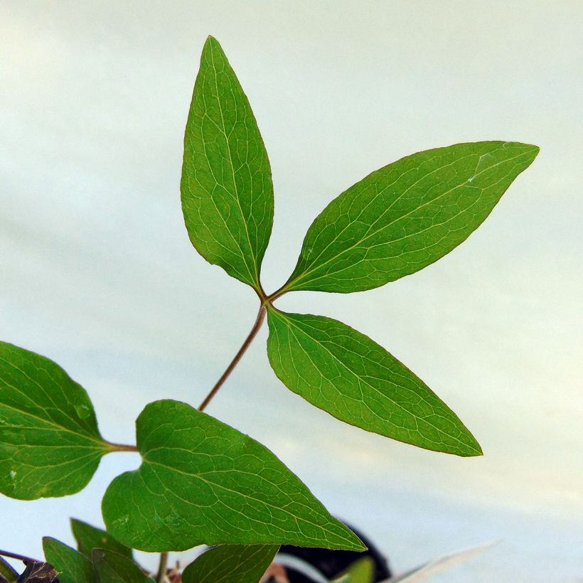 Clematis Hagley hybride - Clematide (Fogliame)