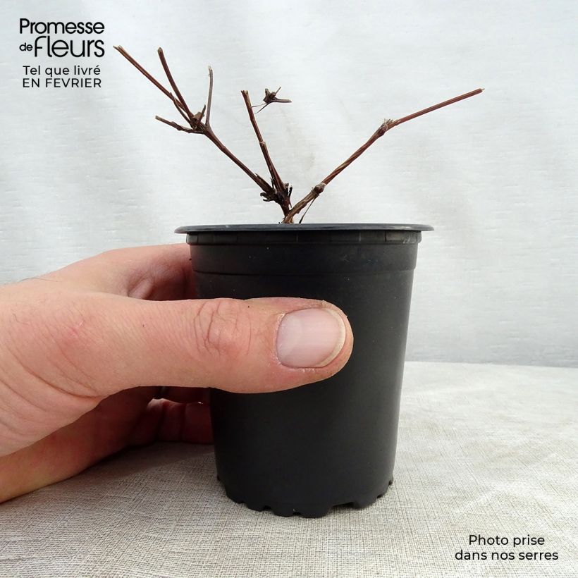 Clematis Hagley hybride - Clematide Vasetto da 8/9 cm esemplare consegnato in inverno