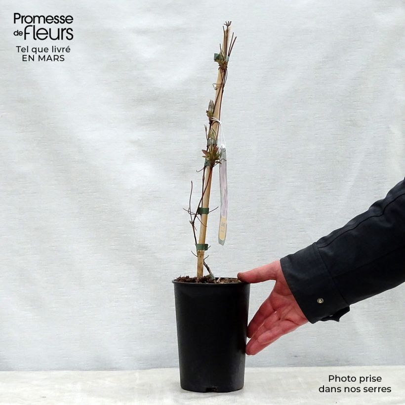 Clematis Hagley hybride - Clematide Vaso da 2L/3L esemplare consegnato in primavera