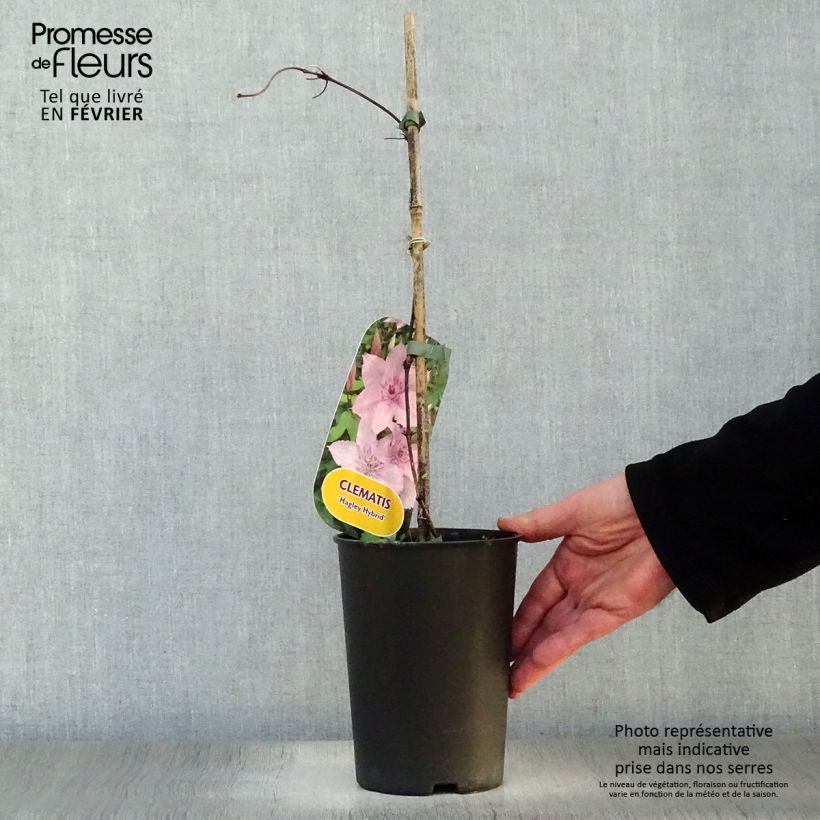 Clematis Hagley hybride - Clematide Vaso da 2L/3L esemplare consegnato in inverno