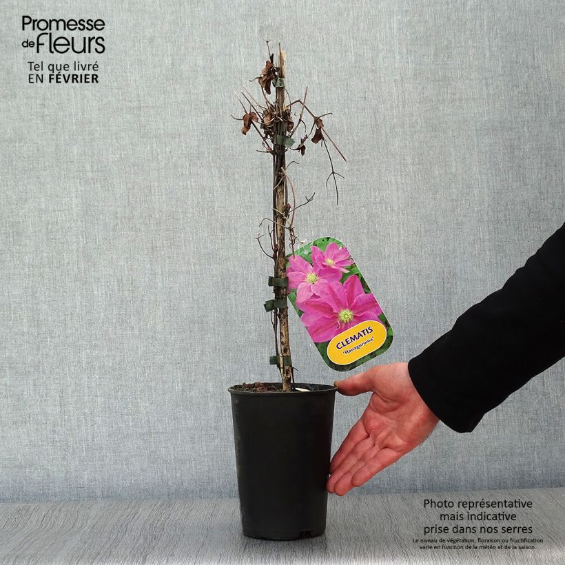 Clematis Hanagurama - Clematide Vaso da 2L/3L esemplare consegnato in inverno