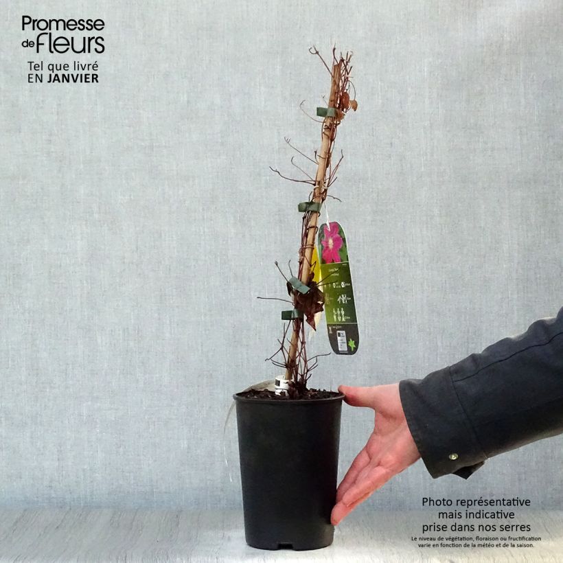 Clematis Hania - Clematide Vaso da 1,5L/2L esemplare consegnato in inverno