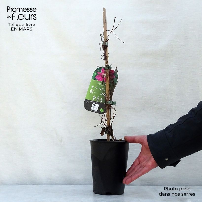 Clematis Hania - Clematide Vaso da 1,5L/2L esemplare consegnato in primavera