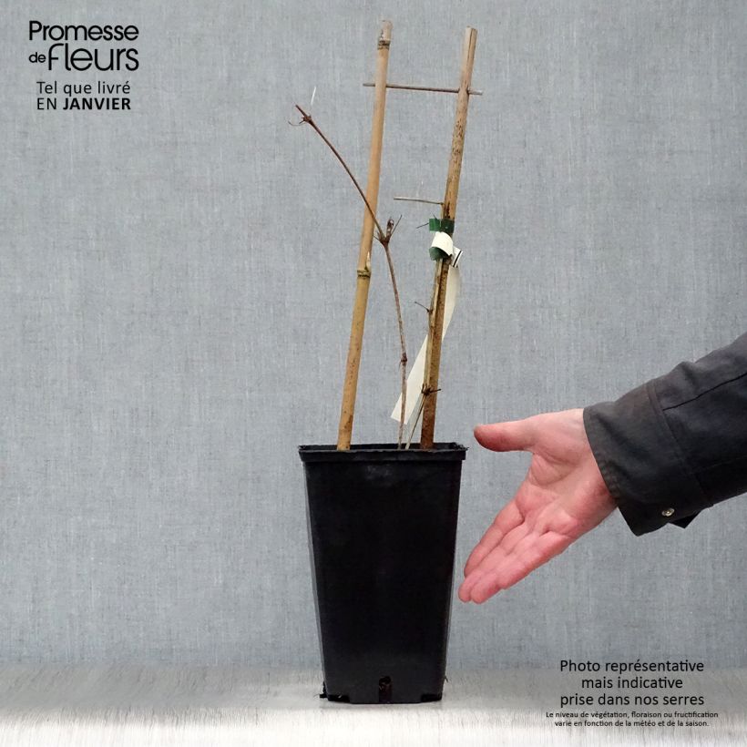 Clematis Hania - Clematide Vaso da 2L/3L esemplare consegnato in inverno