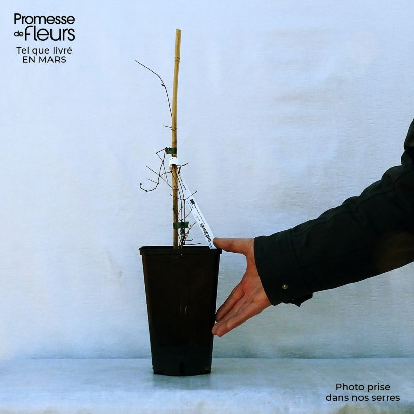 Clematis Hania - Clematide Vaso da 2L/3L esemplare consegnato in primavera