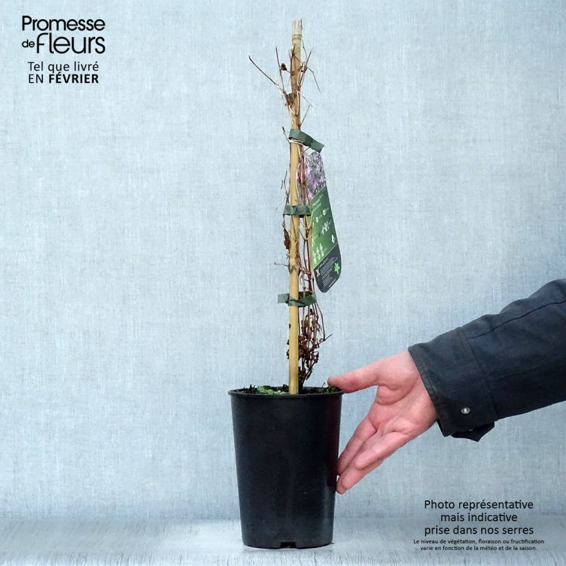 Clematis Hendryetta - Clematide Vaso da 2L/3L esemplare consegnato in inverno