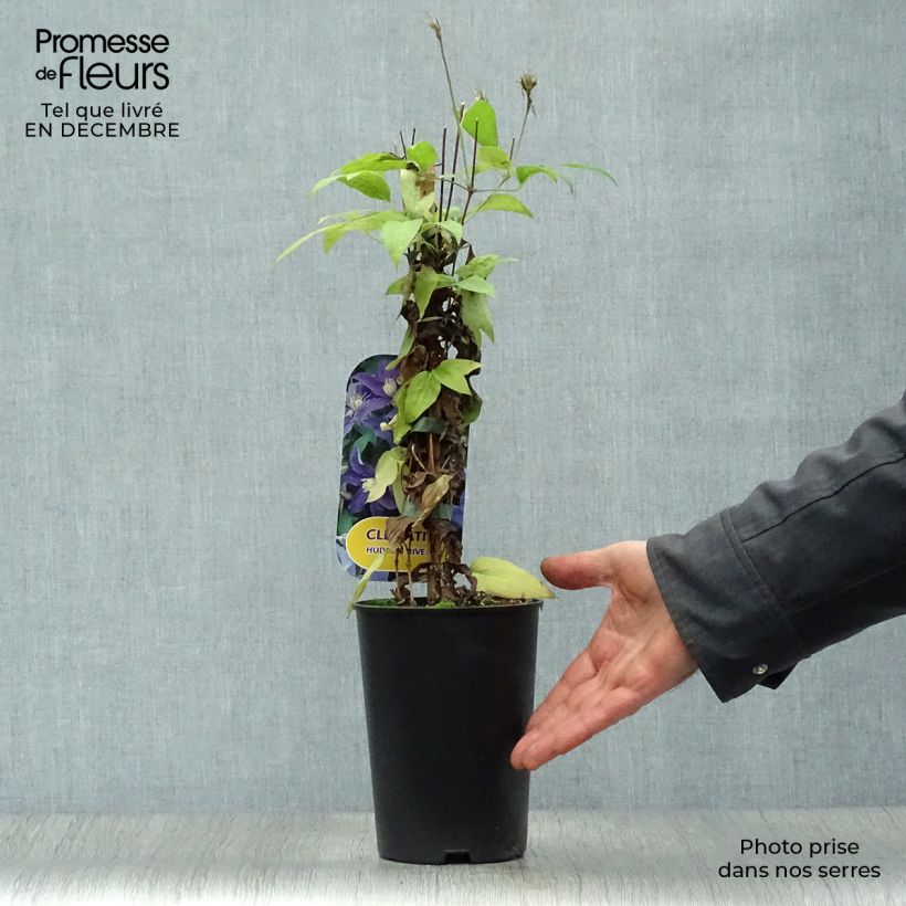 Clematis Hudson River - Clematide Vaso da 2L/3L esemplare consegnato in inverno