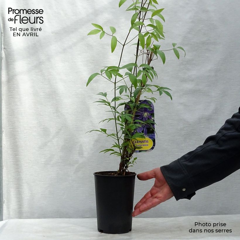 Clematis Hudson River - Clematide Vaso da 2L/3L esemplare consegnato in primavera