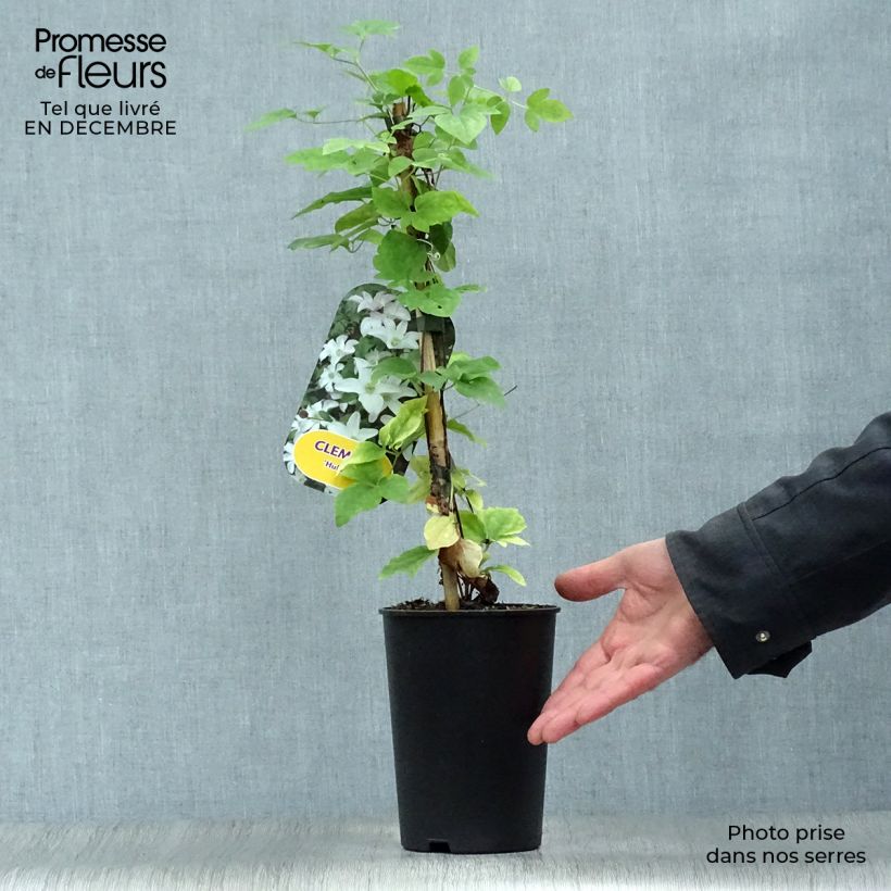 Clematis Huldine - Clematide Vaso da 2L/3L esemplare consegnato in inverno