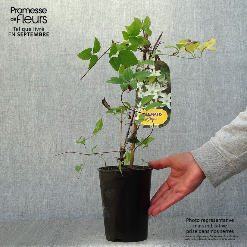 Esemplare di Clematis Huldine - Clematide Vaso da 2L/3L come consegnato in autunno