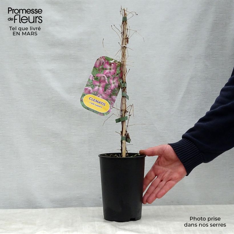 Clematis viticella I am Happy - Clematide Vaso da 2L/3L esemplare consegnato in primavera