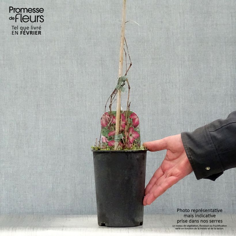 Clematis viticella I am Happy - Clematide Vaso da 2L/3L esemplare consegnato in inverno