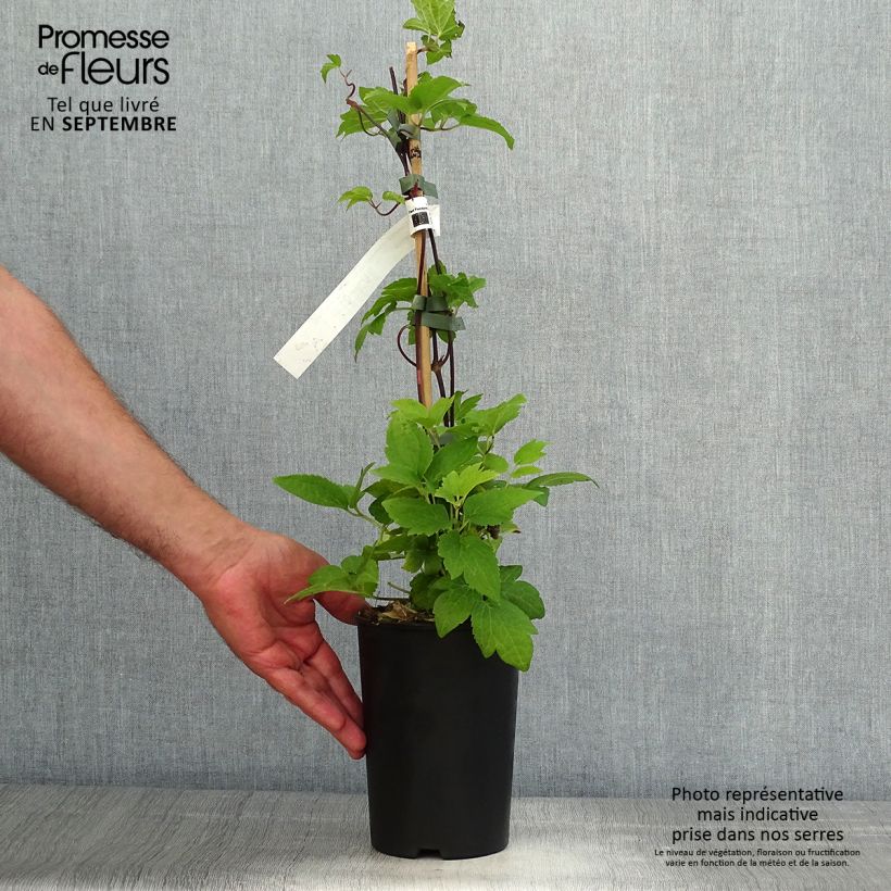 Esemplare di Clematis I am Red Robin - Clematide Vaso da 2L/3L come consegnato in autunno