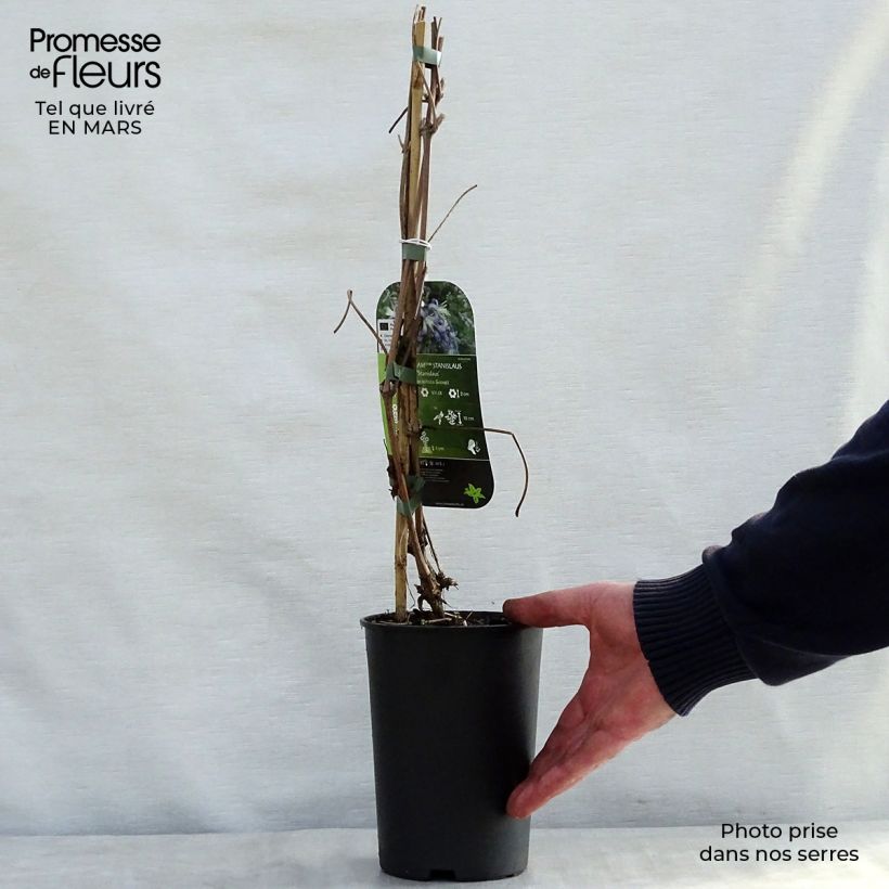 Clematis heracleifolia Stanislaus - Clematide Vaso da 2L/3L esemplare consegnato in primavera