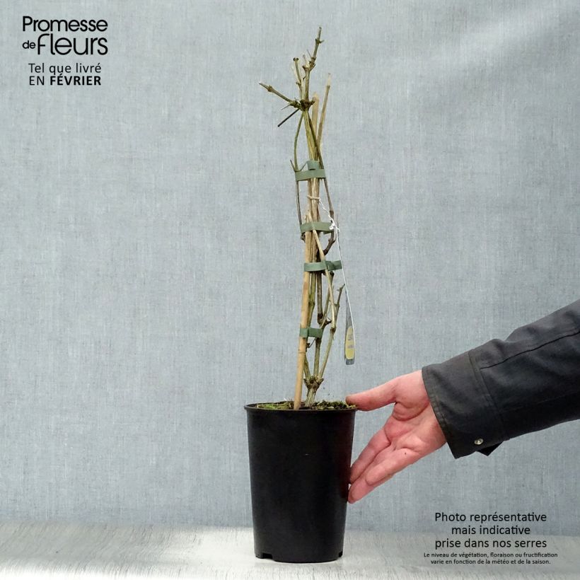 Clematis heracleifolia Stanislaus - Clematide Vaso da 2L/3L esemplare consegnato in inverno