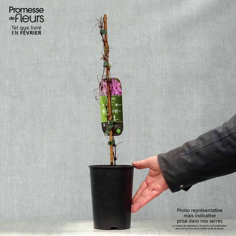 Clematis Isabella - Clematide Vaso da 2L/3L esemplare consegnato in inverno