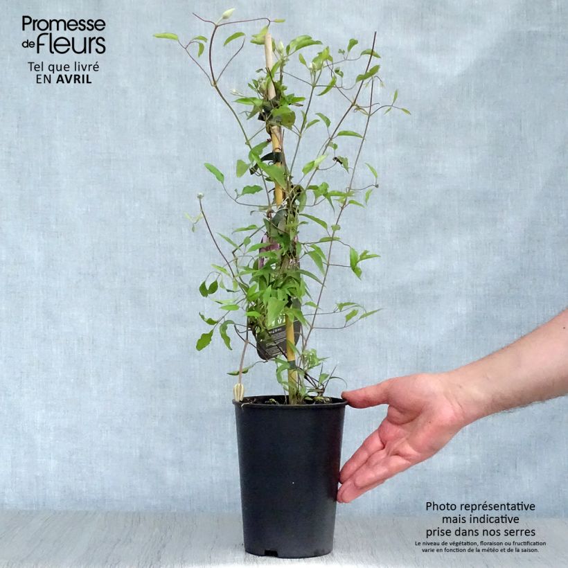 Clematis Isabella - Clematide Vaso da 2L/3L esemplare consegnato in primavera