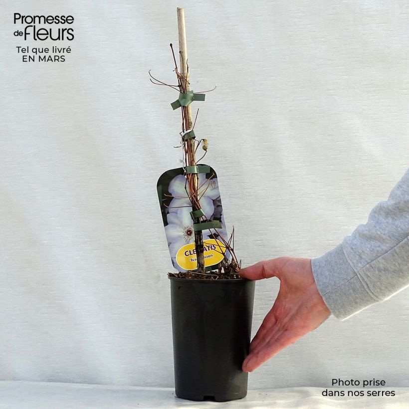 Clematis Ivan Olsson - Clematide Vaso da 2L/3L esemplare consegnato in primavera