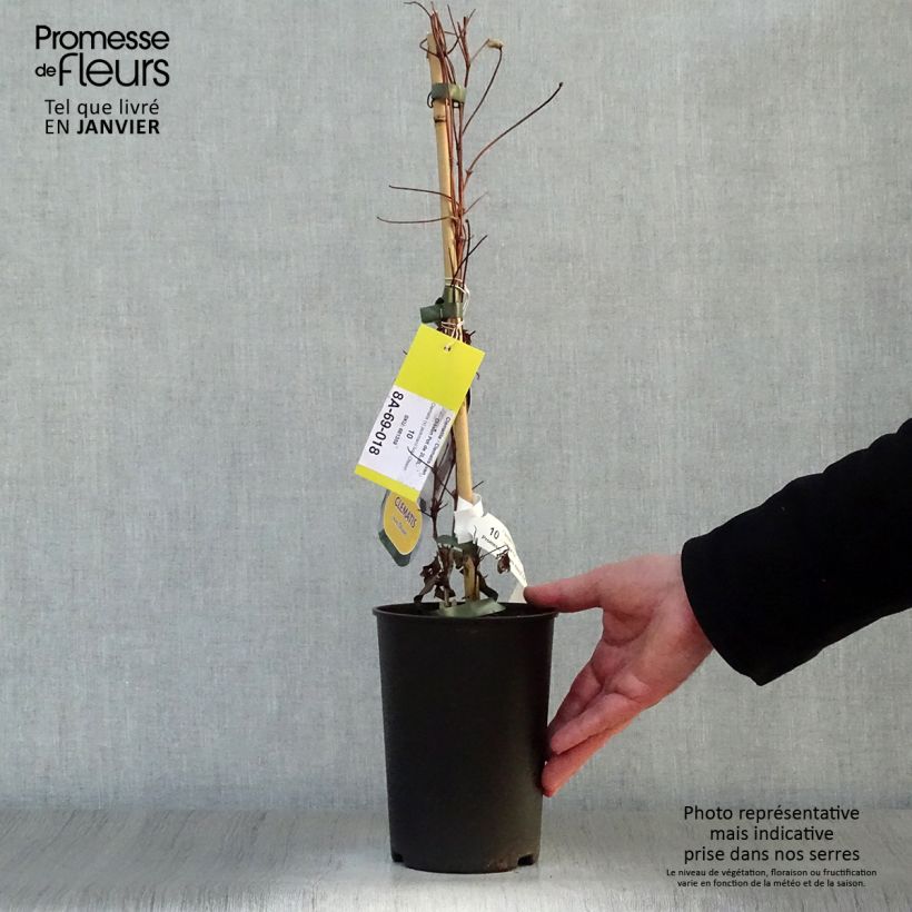 Clematis Ivan Olsson - Clematide Vaso da 2L/3L esemplare consegnato in inverno