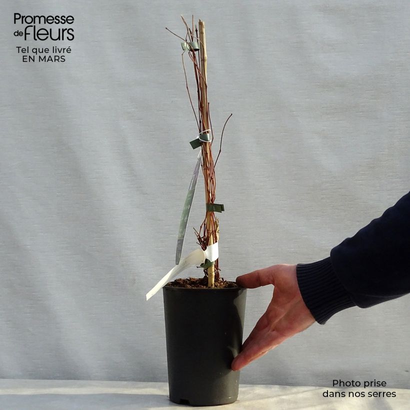 Clematis Jan Fopma - Clematide Vaso da 2L/3L esemplare consegnato in primavera