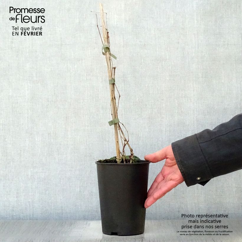 Clematis Jan Fopma - Clematide Vaso da 2L/3L esemplare consegnato in inverno