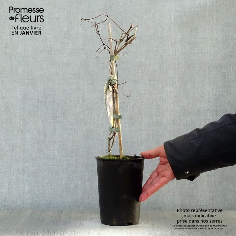 Clematis jackmanii Jenny - Clematide Vaso da 2L/3L esemplare consegnato in inverno