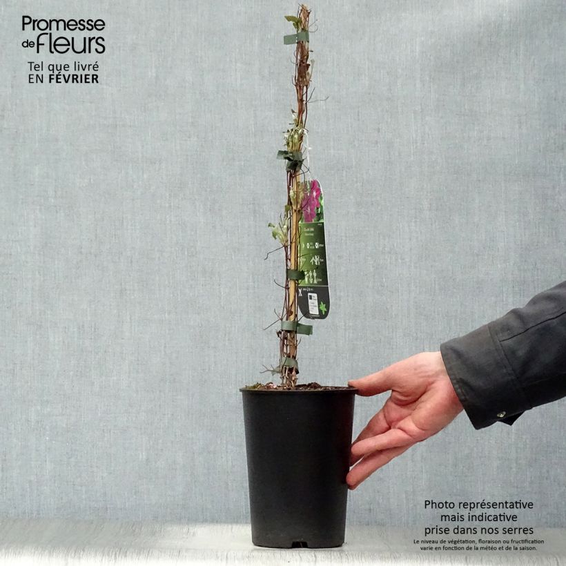 Clematis Julka - Clematide Vaso da 1,5L/2L esemplare consegnato in inverno