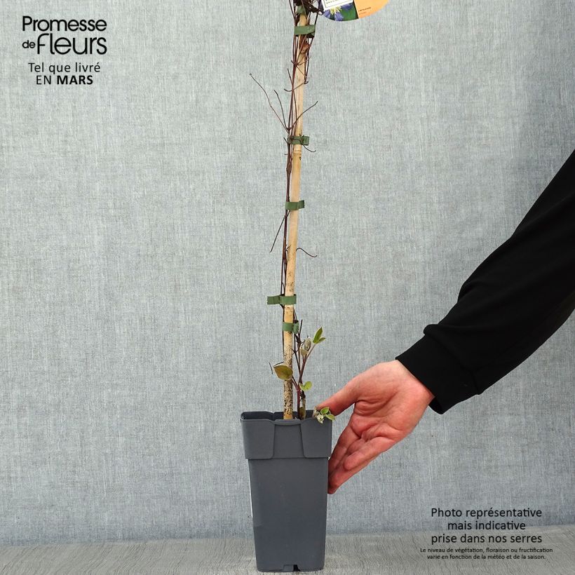 Clematis Juuli - Clematide Vaso da 2L/3L esemplare consegnato in inverno