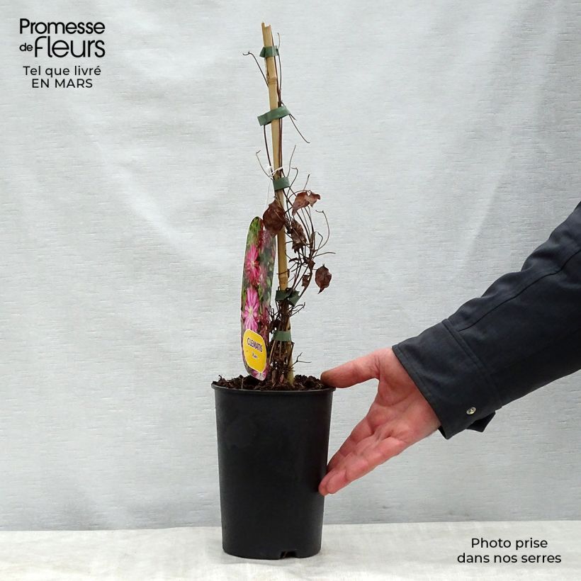 Clematis Kaen - Clematide Vaso da 2L/3L esemplare consegnato in primavera