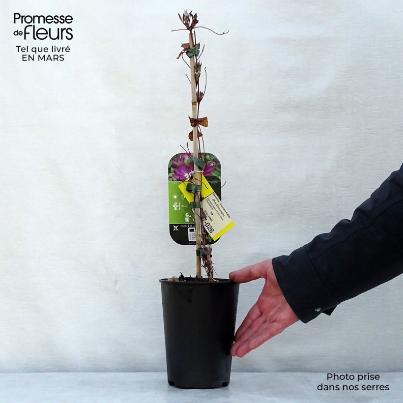 Clematis Kakio - Clematide Vaso da 2L/3L esemplare consegnato in primavera