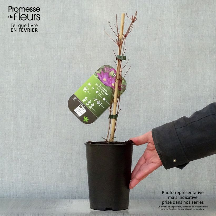 Clematis Kakio - Clematide Vaso da 2L/3L esemplare consegnato in inverno