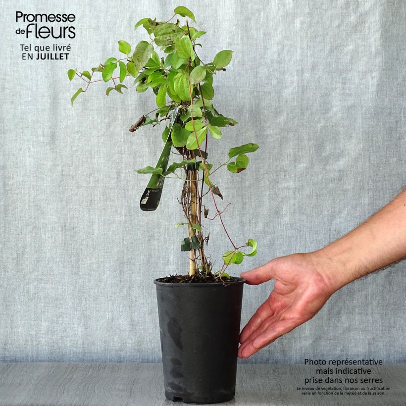 Esemplare di Clematis Kiri Te Kanawa - Clematide Vaso da 2L/3L consegnato in estate
