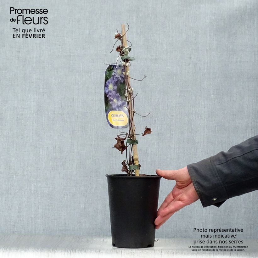 Clematis Kiri Te Kanawa - Clematide Vaso da 2L/3L esemplare consegnato in inverno