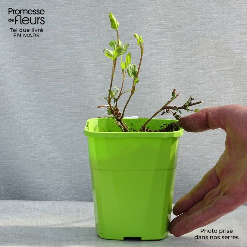 Clematis Kokonoe - Clematide Vaso da 1L/1,5L esemplare consegnato in primavera