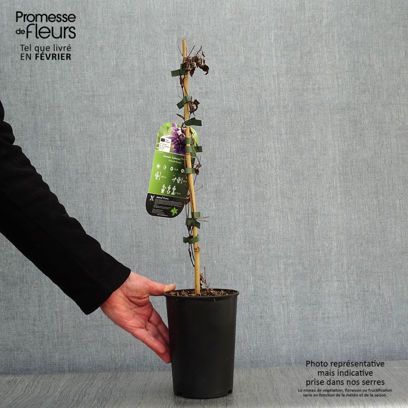 Clematis Kokonoe - Clematide Vaso da 2L/3L esemplare consegnato in inverno