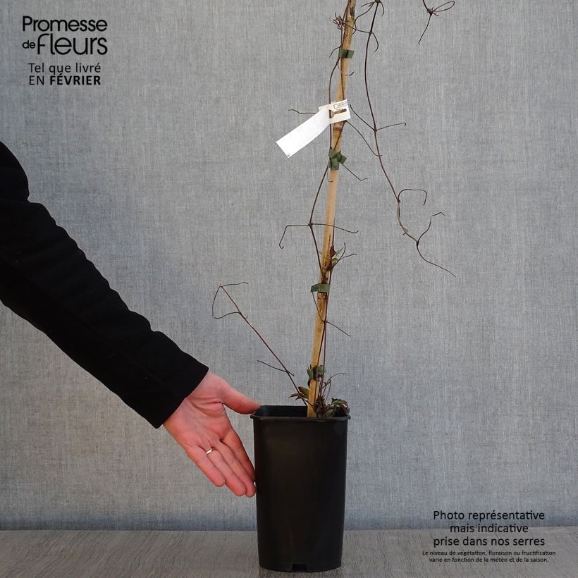 Clematis Lasurstern - Clematide Vaso da 1,5L/2L esemplare consegnato in inverno