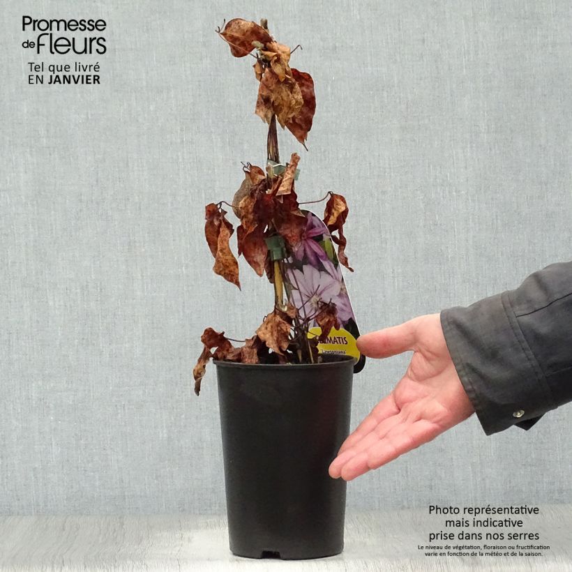 Clematis Lawsoniana - Clematide Vaso da 1,5L/2L esemplare consegnato in inverno
