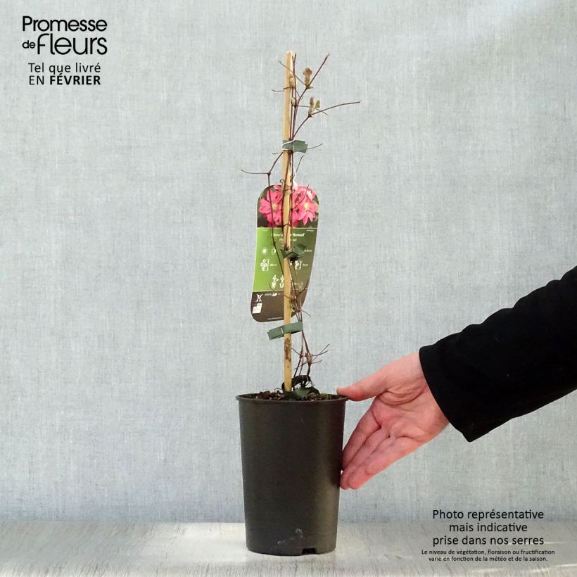 Clematis Little Mermaid - Clematide Vaso da 2L/3L esemplare consegnato in inverno