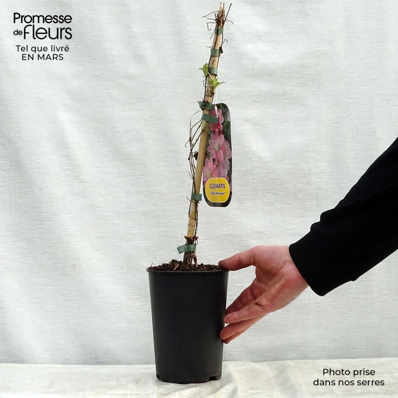 Clematis Little Mermaid - Clematide Vaso da 2L/3L esemplare consegnato in primavera
