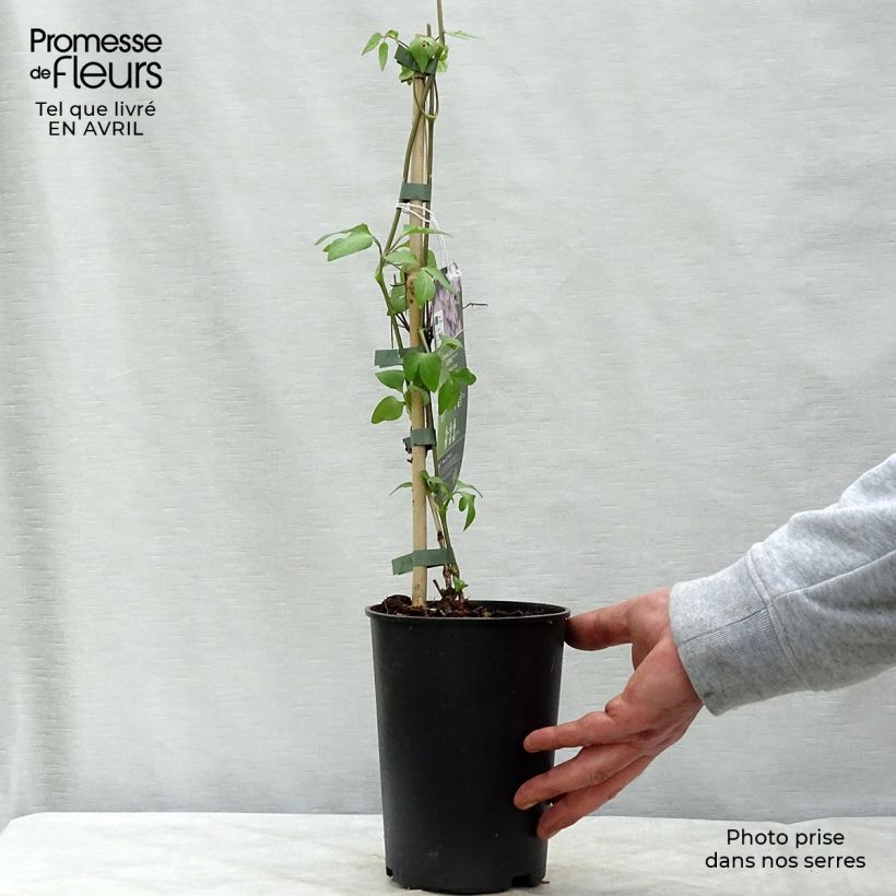 Clematis jackmanii Lucky Charm - Clematide Vaso da 2L/3L esemplare consegnato in primavera
