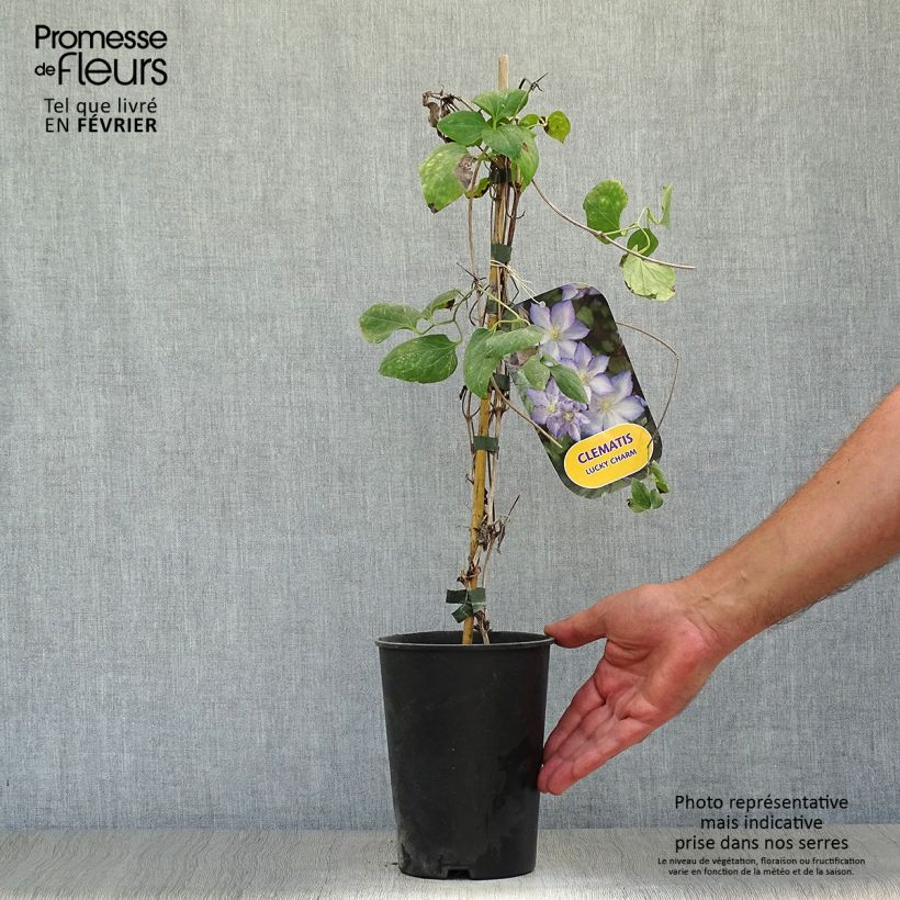 Esemplare di Clematis jackmanii Lucky Charm - Clematide Vaso da 2L/3L come consegnato in autunno