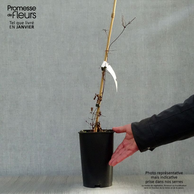 Clematis jackmanii Madame Edouard André - Clematide Vaso da 2L/3L esemplare consegnato in inverno